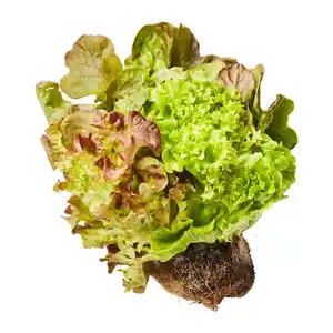 Salat mit Wurzelballen