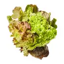 Bild 1 von Salat mit Wurzelballen