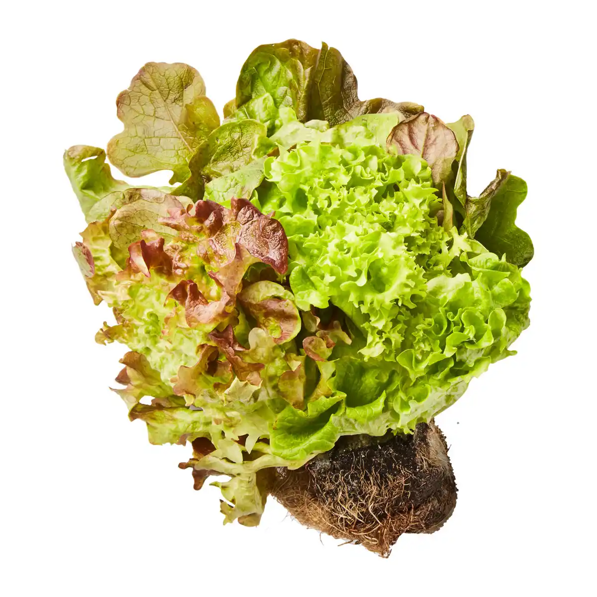 Bild 1 von Salat mit Wurzelballen