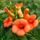 Bild 3 von Pflanze, Trompetenblume, rot-orange blühend