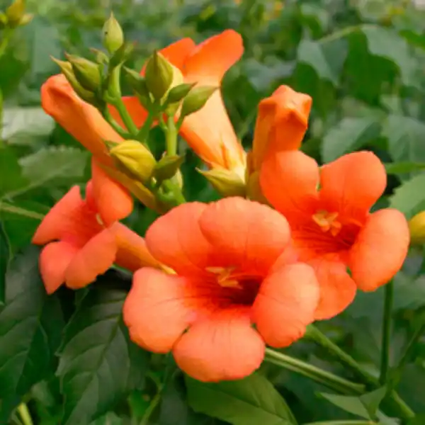 Bild 3 von Pflanze, Trompetenblume, rot-orange blühend