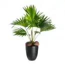 Bild 3 von GARDENLINE Palme / Grünpflanze