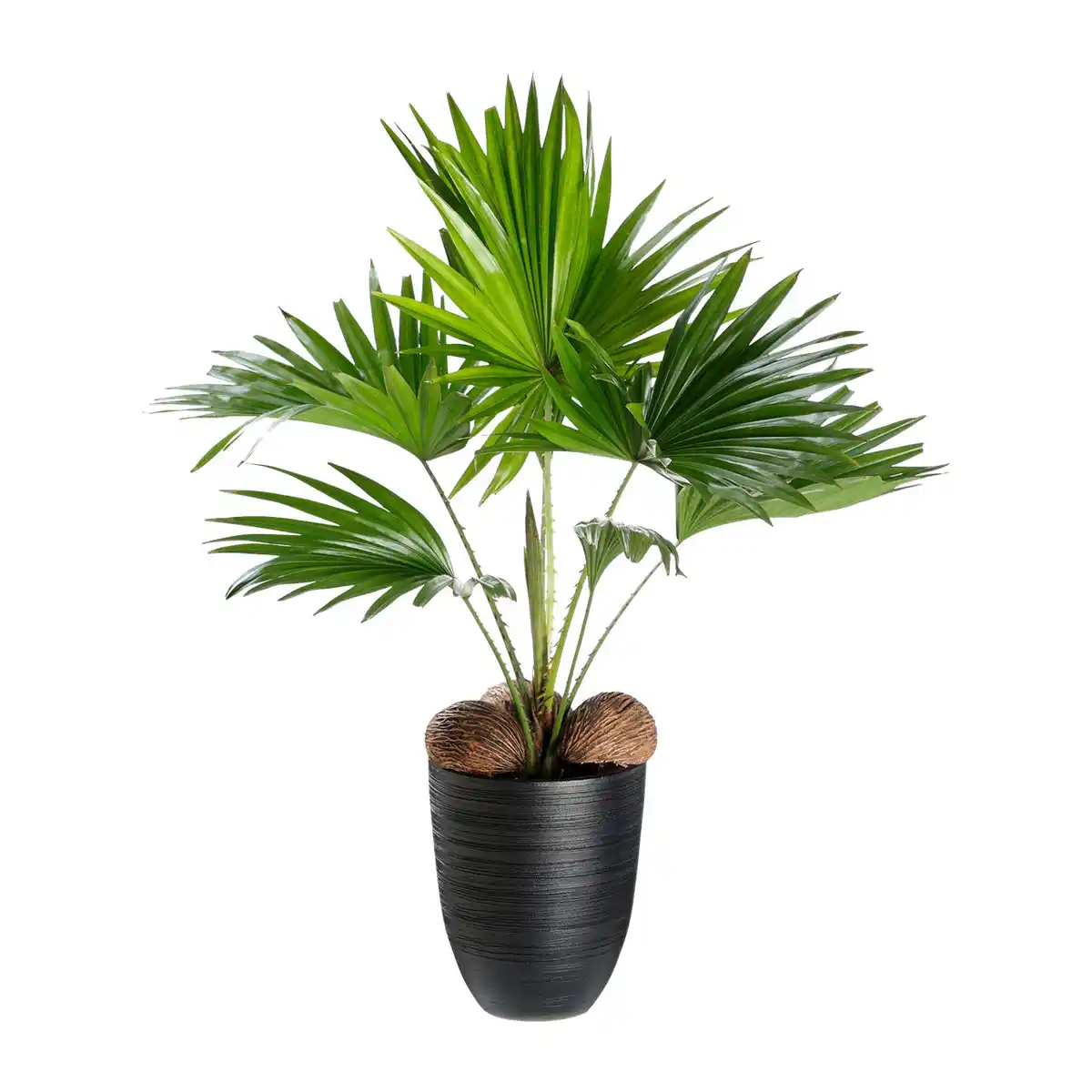 Bild 3 von GARDENLINE Palme / Grünpflanze