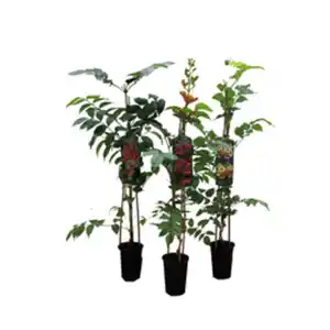 Pflanze, Trompetenblume, rot-orange blühend