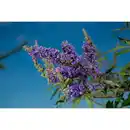 Bild 2 von Gartenkrone Ziergehölz »Mönchspfeffer Delta Blues«, blauviolett