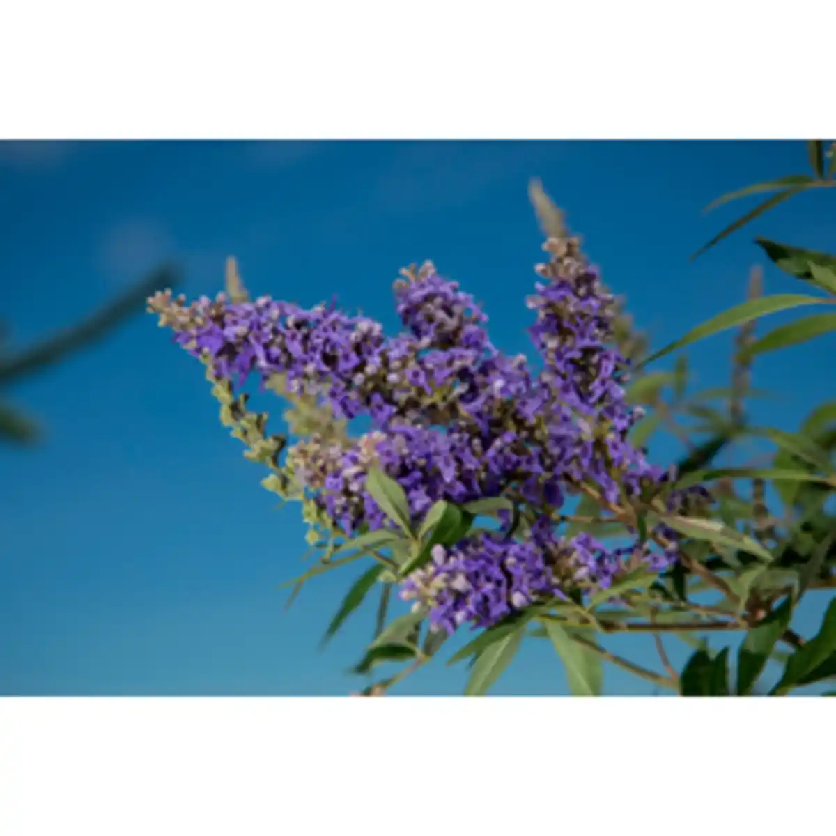 Bild 2 von Gartenkrone Ziergehölz »Mönchspfeffer Delta Blues«, blauviolett