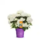 Bild 2 von Schneeballhortensie Hydrangea Hydrangea arborescens »FlowerWOW®«