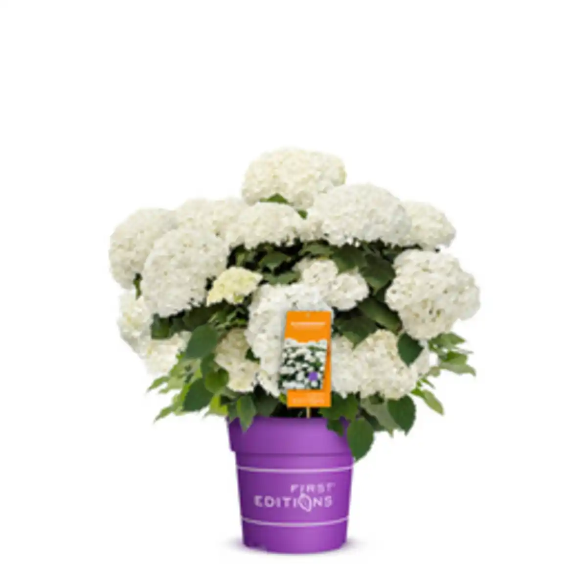 Bild 2 von Schneeballhortensie Hydrangea Hydrangea arborescens »FlowerWOW®«