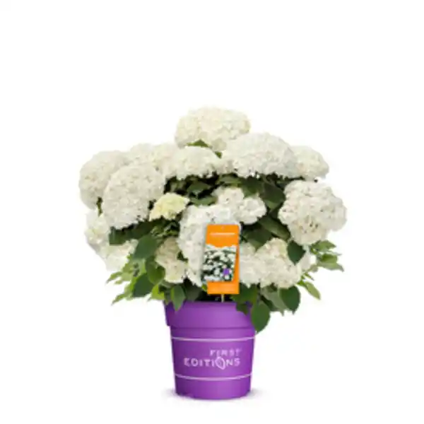 Bild 2 von Schneeballhortensie Hydrangea Hydrangea arborescens »FlowerWOW®«
