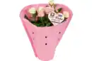 Bild 1 von Rosen Dolce Amore Duo