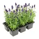 Bild 1 von GARDENLINE Lavendel