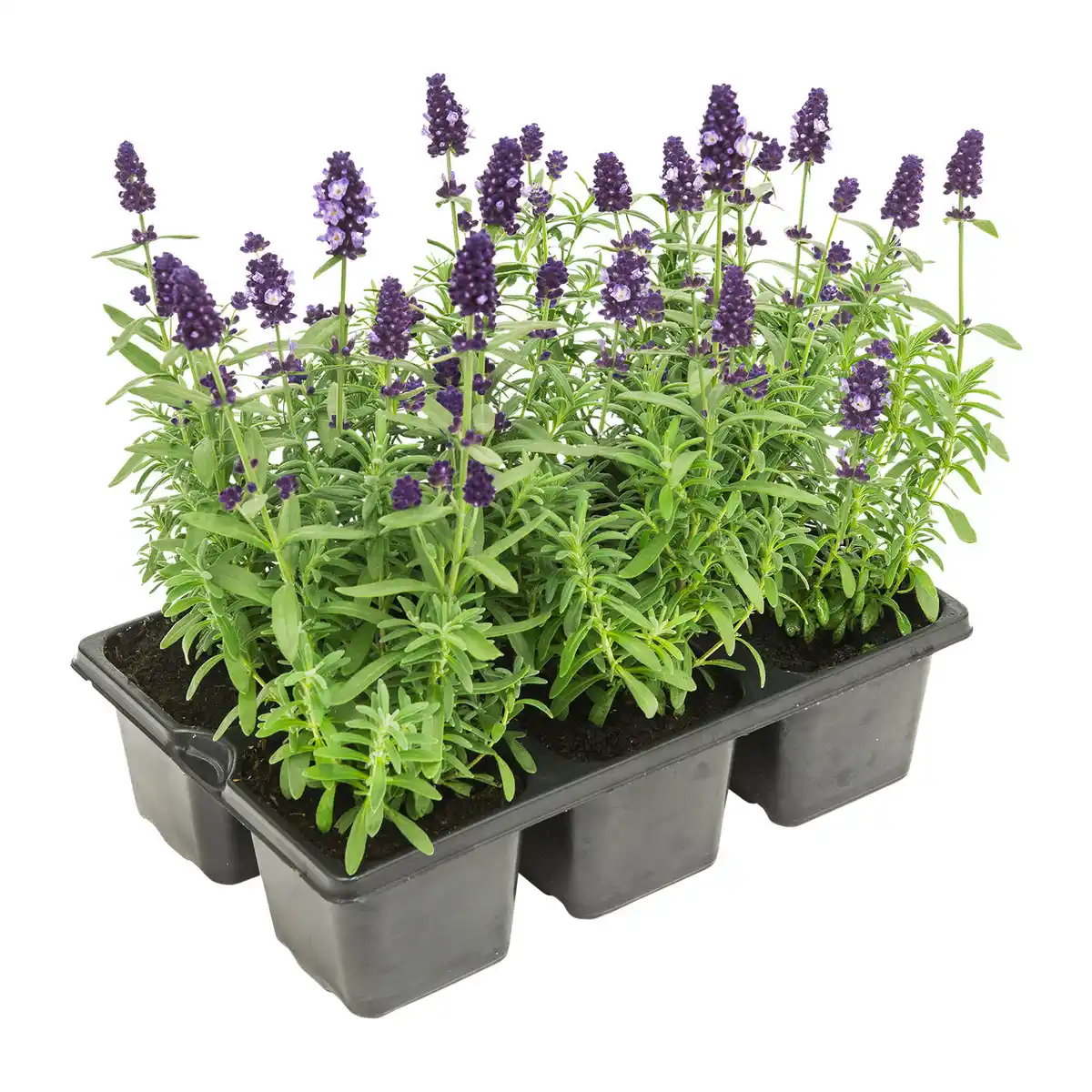 Bild 1 von GARDENLINE Lavendel