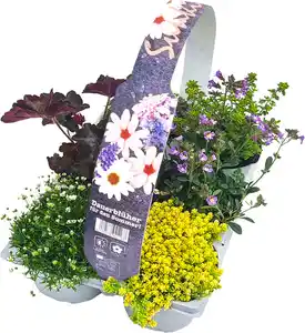 RockCollection Bodendecker, 6er Pack