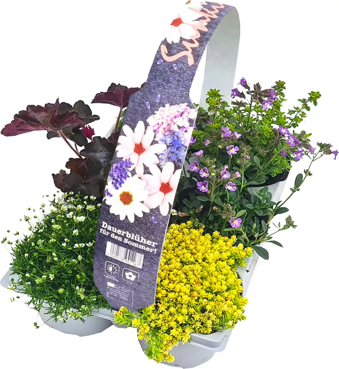 Bild 1 von RockCollection Bodendecker, 6er Pack