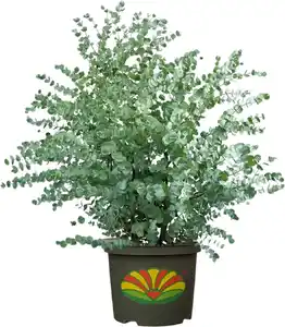 Eukalyptus Silver Dollar 5 L Container