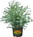Bild 1 von Eukalyptus Silver Dollar 5 L Container