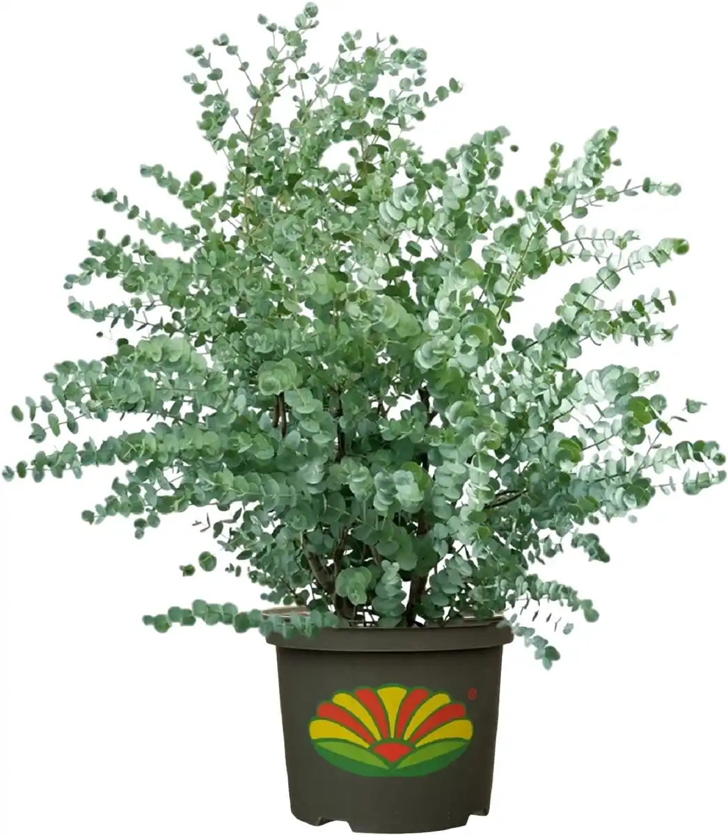 Bild 1 von Eukalyptus Silver Dollar 5 L Container