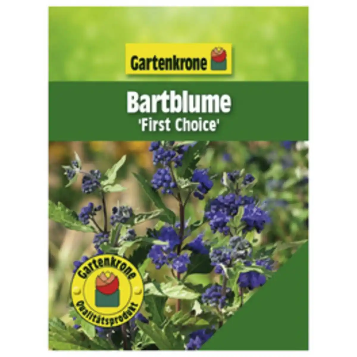 Bild 1 von Gartenkrone Bartblume, Caryopteris clandonensis »First Choise«, Blätter: grün, Blüten: blau