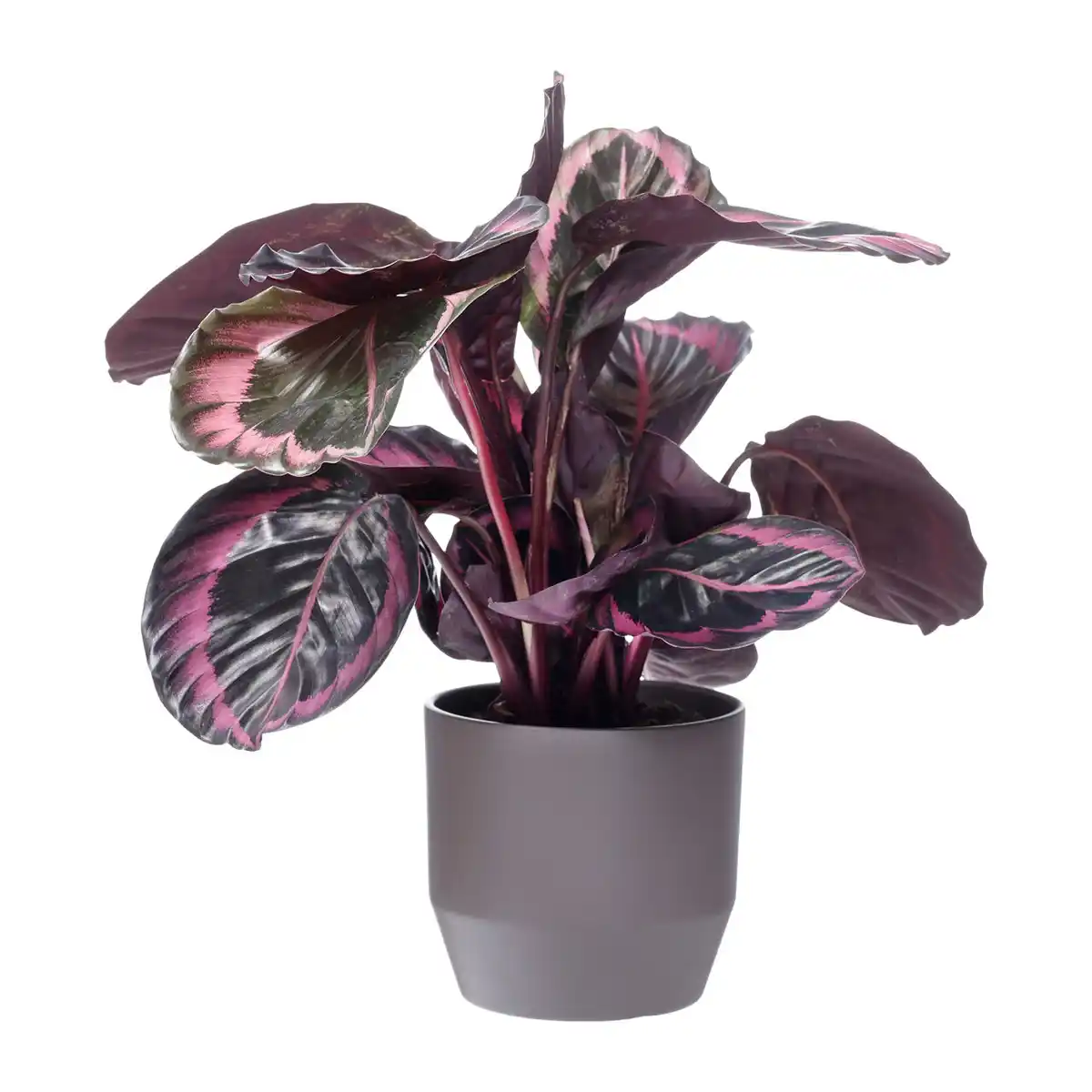 Bild 4 von GARDENLINE Palme / Grünpflanze