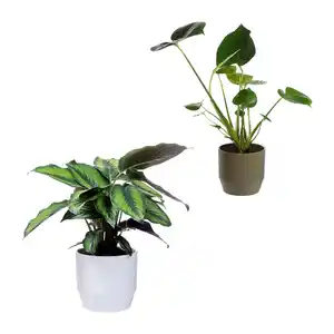 GARDENLINE Palme / Grünpflanze