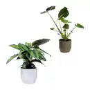 Bild 1 von GARDENLINE Palme / Grünpflanze