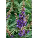 Bild 1 von Gartenkrone Ziergehölz »Mönchspfeffer Delta Blues«, blauviolett