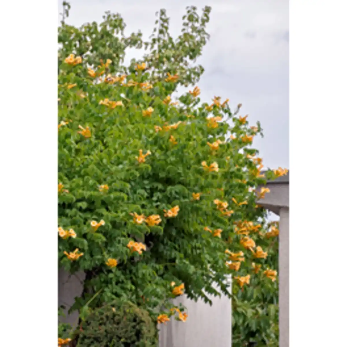 Bild 4 von Pflanze, Trompetenblume, rot-orange blühend