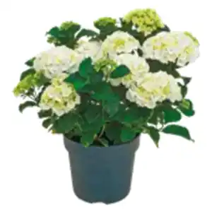 Garten-Hortensie