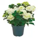 Bild 1 von Garten-Hortensie