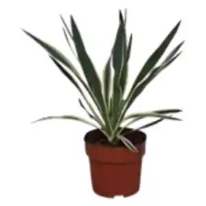 Garten Yucca