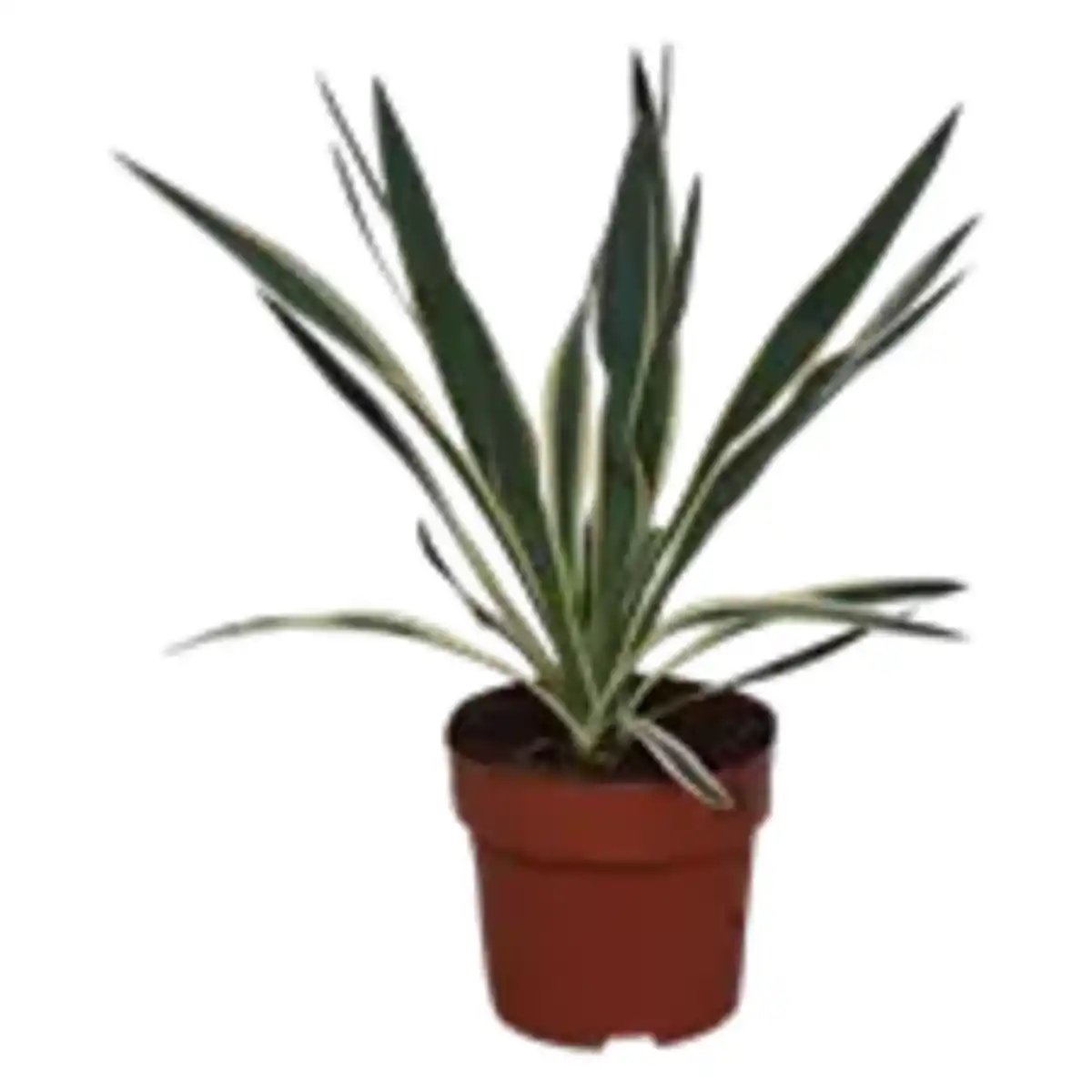 Bild 1 von Garten Yucca