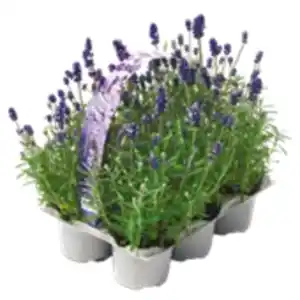6er-Pack Lavendel