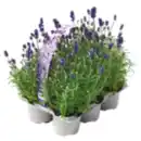 Bild 1 von 6er-Pack Lavendel