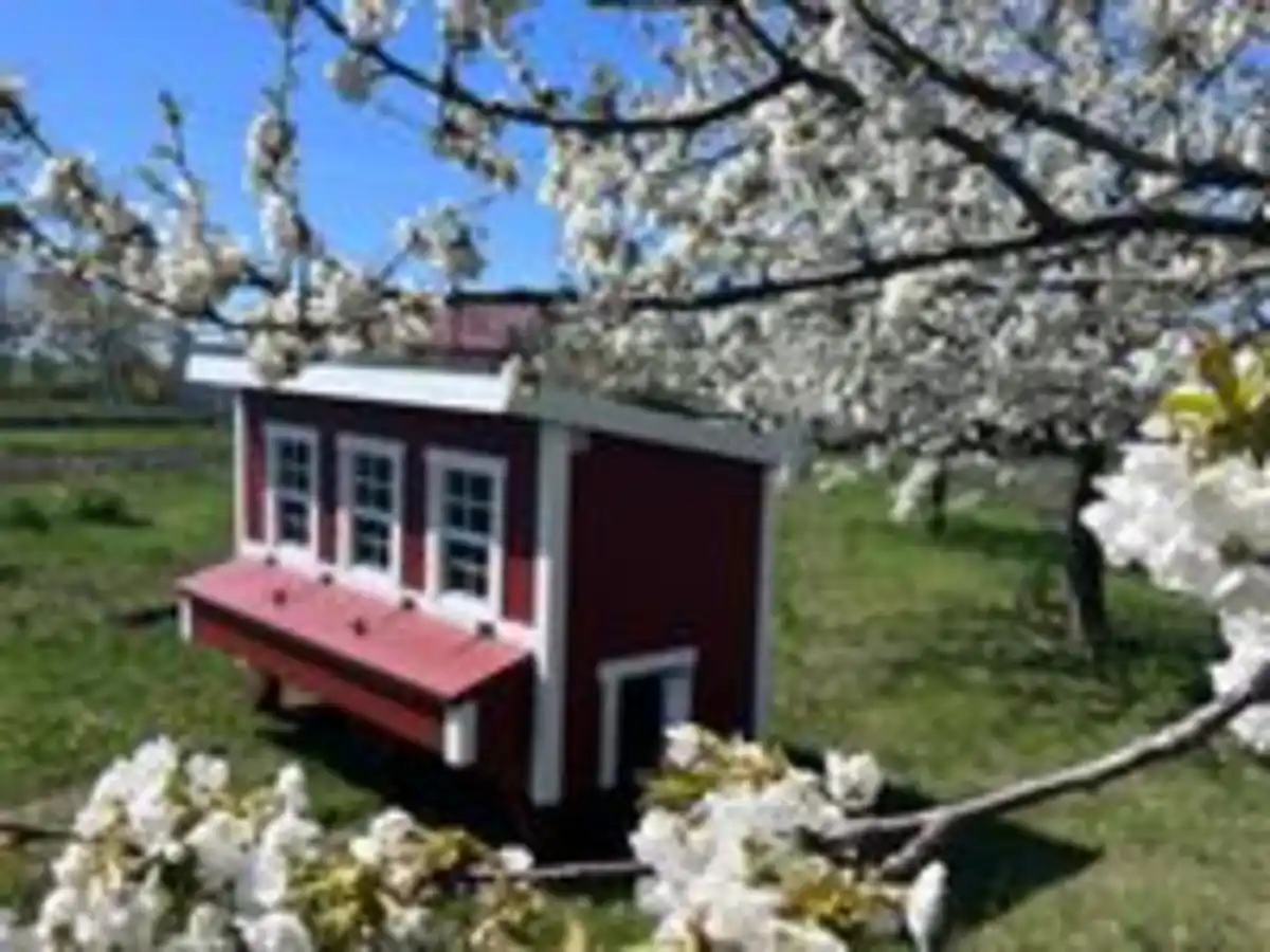 Bild 4 von Extra Großer Hühnerstall EZ Chicken Home 3,78 m², Rot hergestellt in EU