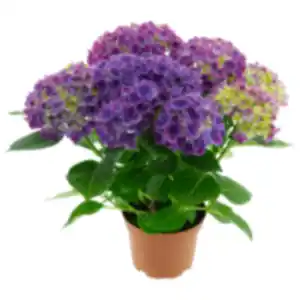 Hortensie oder REWE Beste Wahl Dahlie XL