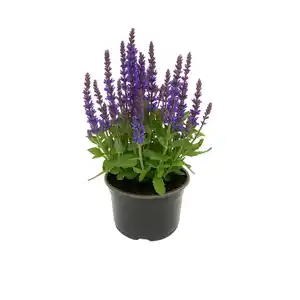 Steppen-Salbei Violett-Blau Topf-Ø ca. 15 cm Salvia nemorosa