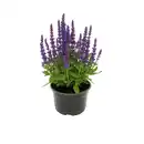 Bild 1 von Steppen-Salbei Violett-Blau Topf-Ø ca. 15 cm Salvia nemorosa