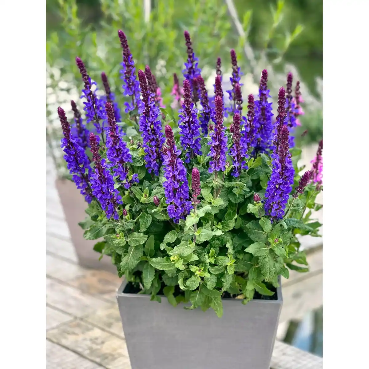 Bild 2 von Steppen-Salbei Violett-Blau Topf-Ø ca. 15 cm Salvia nemorosa