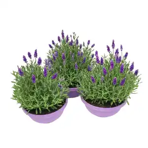 Lavendel-Mix Violett-Blau Topf-Ø ca. 19 cm Lavandula angustifolia
