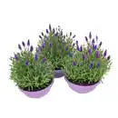 Bild 1 von Lavendel-Mix Violett-Blau Topf-Ø ca. 19 cm Lavandula angustifolia