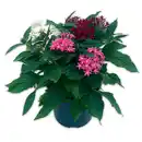 Bild 1 von Trio-Sommerpflanzen-Mix
