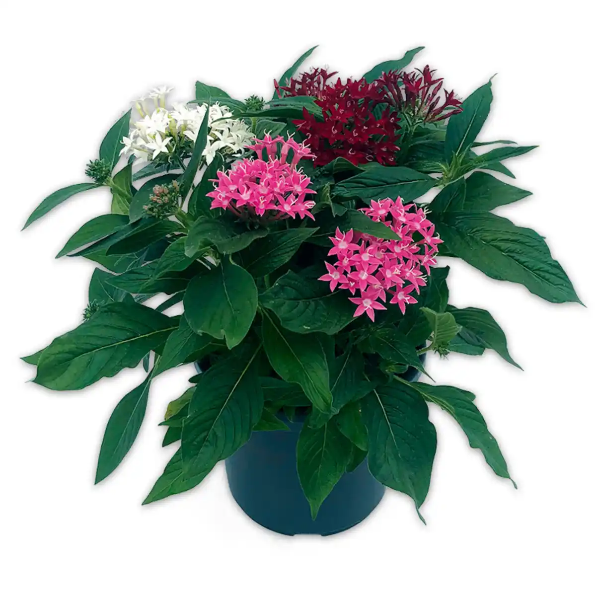 Bild 1 von Trio-Sommerpflanzen-Mix