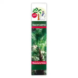 Winterharte Palme