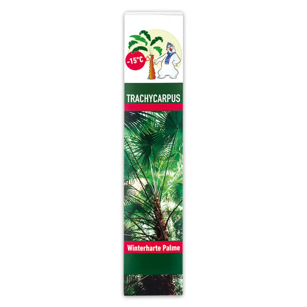 Bild 1 von Winterharte Palme