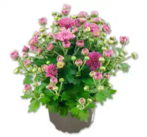 Bauernchrysantheme*