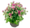 Bild 1 von Bauernchrysantheme*