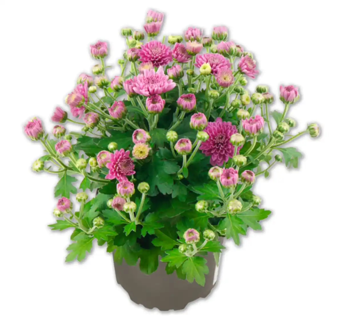 Bild 1 von Bauernchrysantheme*