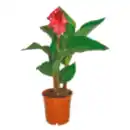 Bild 1 von Canna