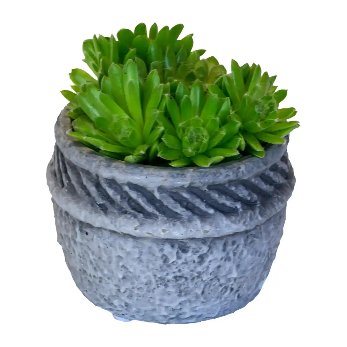 Bild 4 von GARDENLINE Sempervivum