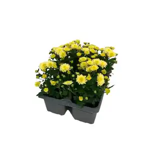 GARDENLINE Chrysanthemen
